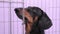 Portrait of sad dachshund sits in cage waiting for new owner, close up.