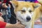 Portrait of sad dog Akita-inu. Head cute dog.