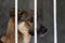 Portrait of a sad dog with a sad look sitting on a lattice in a cage or aviary in a shelter for homeless animals on a blurred