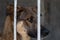 Portrait of a sad dog with a sad look sitting on a lattice in a cage or aviary in a shelter for homeless animals on a blurred