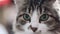 Portrait of a sad gray kitten close up. Clip. Closeup of tabby cat face. Fauna background. Close up view of Gray tabby
