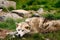 Portrait of a sad greenland sled dog