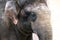 Portrait of a sad indian elephant in a zoo