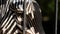 Portrait of sad looking zebra seen behind the bars of his enclosure