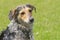 Portrait of sad wet cross breed of hunting dog against green background