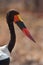 Portrait of a saddle-bill stork.
