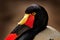 Portrait Saddle-billed stork, or saddlebill, Ephippiorhynchus senegalensis, in the nature habitat. Bird in the green grass during