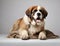 Portrait of the Saint Bernard dog