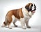 Portrait of the Saint Bernard dog