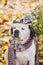 Portrait of a Saint Bernard dog wearing a warm scarf and hat at autumn park