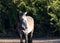 Portrait of Salt River wild horse in sunlight of Tonto National Forest