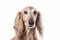 Portrait of Saluki dog on white background