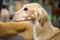 Portrait of Saluki sighthound purebred dog