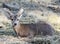 Portrait of Sambar Deer