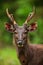 Portrait of a sambar stag looking at the camera