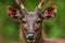 Portrait of a sambar stag looking at the camera