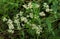 Portrait of Sambucus williamsii, North China red elder