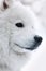 Portrait of the samoed dog the winter