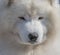 Portrait of Samoyed