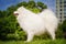 Portrait of Samoyed closeup.