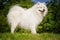 Portrait of Samoyed closeup. Sled dogs.