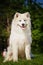 Portrait of Samoyed closeup. Sled dogs.