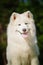 Portrait of Samoyed closeup. Sled dogs.