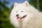 Portrait of Samoyed closeup. Sled dogs.