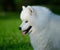 Portrait of samoyed dog