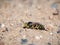 Portrait of a sand wasp