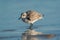 Portrait of sanderling on sandy seashore of the Atlantic Ocean