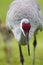 Portrait of sandhill crane