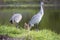 Portrait of sandhill crane