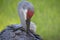 Portrait of Sandhill crane Central Florida