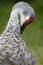 Portrait of Sandhill crane Florida