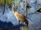 Portrait of a Sandhill Crane, wading in a marsh pond at the Apoxee Wilderness of the Florida Everglades