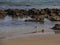 Portrait of a Sandpiper in the Surf with Coquina Rocks