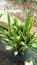 Portrait of a sansevieria type plant to beautify the front of the house