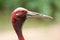 Portrait of a Sarus Crane