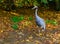 Portrait of a sarus crane standing on one leg, tropical bird from Asia, Threatened animal specie