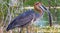 Portrait of a satisfied bird. Goliath heron with fish. Baringo lake, Kenya