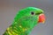 Portrait of Scaly-breasted Lorikeet, Trichoglossus chlorolepidotus, green parrot, sitting on branch, courtship love ceremony, East