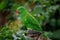 Portrait of scaly-breasted lorikeet, Trichoglossus chlorolepidotus, perched on old branch. Beautiful green parrow with red beak