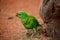 Portrait of scaly-breasted lorikeet, Trichoglossus chlorolepidotus, perched in orange sand. Beautiful green parrow with red beak