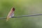 Portrait: Scaly breasted Munia or the Lonchura punctulata