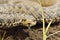 Portrait of scarce meadow viper