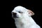 portrait of a scared little white chihuahua on a black background