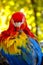 Portrait of a scarlet Macaw