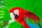Portrait of scarlet macaw parrot against jungle