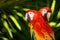 Portrait of Scarlet Macaw parrots